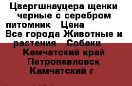 Цвергшнауцера щенки черные с серебром питомник › Цена ­ 30 000 - Все города Животные и растения » Собаки   . Камчатский край,Петропавловск-Камчатский г.